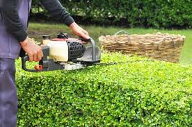 Precision Pruning & Crown Thinning